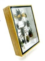 Echte tropische Insekten - Einzelstück - im 3D M-Schaukasten - Wandbild 5-A-M-68 – Bild 3