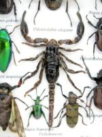 Echte tropische Insekten - Einzelstück - im 3D M-Schaukasten - Wandbild 5-A-M-68 – Bild 4