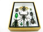 Echte tropische Insekten - Einzelstück - im 3D M-Schaukasten - Wandbild 5-A-M-68 – Bild 5