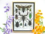 Echte tropische Insekten - Einzelstück - im 3D M-Schaukasten - Wandbild 6-A-M-69