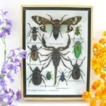 Echte tropische Insekten - Einzelstück - im 3D M-Schaukasten - Wandbild 6-A-M-69