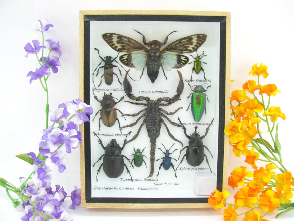 Wunderschöne, tropische und natürlich echte Insekten aus nachhaltiger Zucht im mittelgroßem Schaukasten a-insekten-M-69-a