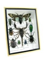 Echte tropische Insekten - Einzelstück - im 3D M-Schaukasten - Wandbild 6-A-M-69 – Bild 2