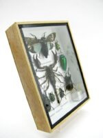 Echte tropische Insekten - Einzelstück - im 3D M-Schaukasten - Wandbild 6-A-M-69 – Bild 3