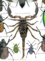 Echte tropische Insekten - Einzelstück - im 3D M-Schaukasten - Wandbild 6-A-M-69 – Bild 4