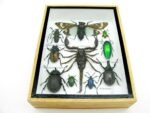 Echte tropische Insekten - Einzelstück - im 3D M-Schaukasten - Wandbild 6-A-M-69 – Bild 5
