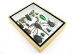 Echte tropische Insekten - Einzelstück - im 3D M-Schaukasten - Wandbild 6-A-M-69 – Bild 6