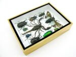 Echte tropische Insekten - Einzelstück - im 3D M-Schaukasten - Wandbild 6-A-M-69 – Bild 7