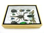 Echte tropische Insekten - Einzelstück - im 3D M-Schaukasten - Wandbild 6-A-M-69 – Bild 8