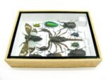 Echte tropische Insekten - Einzelstück - im 3D M-Schaukasten - Wandbild 6-A-M-69 – Bild 9