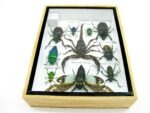 Echte tropische Insekten - Einzelstück - im 3D M-Schaukasten - Wandbild 6-A-M-69 – Bild 10
