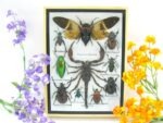 Echte tropische Insekten - Einzelstück - im 3D M-Schaukasten - Wandbild 6-A-M-70