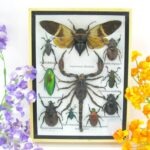 Echte tropische Insekten - Einzelstück - im 3D M-Schaukasten - Wandbild 6-A-M-70