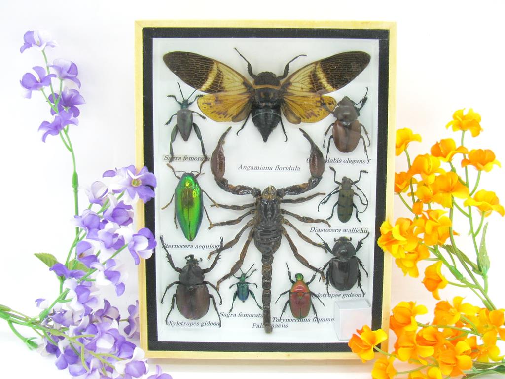 Wunderschöne, tropische und natürlich echte Insekten aus nachhaltiger Zucht im mittelgroßem Schaukasten a-insekten-M-70-a Echte tropische Insekten - Einzelstück - im 3D M-Schaukasten - Wandbild 6-A-M-70 – Bild 1