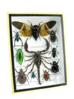 Echte tropische Insekten - Einzelstück - im 3D M-Schaukasten - Wandbild 6-A-M-70 – Bild 2