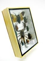 Echte tropische Insekten - Einzelstück - im 3D M-Schaukasten - Wandbild 6-A-M-70 – Bild 3