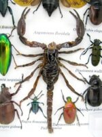 Echte tropische Insekten - Einzelstück - im 3D M-Schaukasten - Wandbild 6-A-M-70 – Bild 4