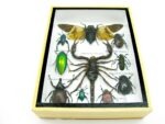 Echte tropische Insekten - Einzelstück - im 3D M-Schaukasten - Wandbild 6-A-M-70 – Bild 5