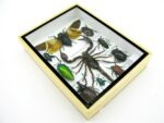 Echte tropische Insekten - Einzelstück - im 3D M-Schaukasten - Wandbild 6-A-M-70 – Bild 6