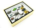 Echte tropische Insekten - Einzelstück - im 3D M-Schaukasten - Wandbild 6-A-M-70 – Bild 7