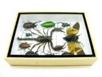 Echte tropische Insekten - Einzelstück - im 3D M-Schaukasten - Wandbild 6-A-M-70 – Bild 8