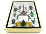 Echte tropische Insekten - Einzelstück - im 3D M-Schaukasten - Wandbild 6-A-M-70 – Bild 10