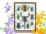 Echte tropische Insekten - Einzelstück - im 3D M-Schaukasten - Wandbild 8-A-M-71