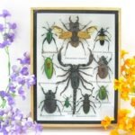 Echte tropische Insekten - Einzelstück - im 3D M-Schaukasten - Wandbild 8-A-M-71