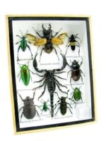 Echte tropische Insekten - Einzelstück - im 3D M-Schaukasten - Wandbild 8-A-M-71 – Bild 2