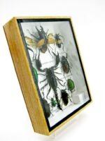 Echte tropische Insekten - Einzelstück - im 3D M-Schaukasten - Wandbild 8-A-M-71 – Bild 3