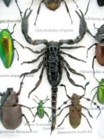Echte tropische Insekten - Einzelstück - im 3D M-Schaukasten - Wandbild 8-A-M-71 – Bild 4