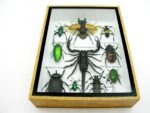 Echte tropische Insekten - Einzelstück - im 3D M-Schaukasten - Wandbild 8-A-M-71 – Bild 5