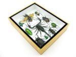 Echte tropische Insekten - Einzelstück - im 3D M-Schaukasten - Wandbild 8-A-M-71 – Bild 6