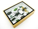 Echte tropische Insekten - Einzelstück - im 3D M-Schaukasten - Wandbild 8-A-M-71 – Bild 7