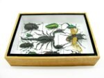 Echte tropische Insekten - Einzelstück - im 3D M-Schaukasten - Wandbild 8-A-M-71 – Bild 8