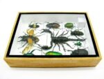 Echte tropische Insekten - Einzelstück - im 3D M-Schaukasten - Wandbild 8-A-M-71 – Bild 9