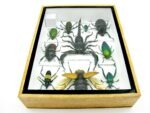Echte tropische Insekten - Einzelstück - im 3D M-Schaukasten - Wandbild 8-A-M-71 – Bild 10
