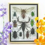 Echte tropische Insekten - Einzelstück - im 3D M-Schaukasten - Wandbild 8-A-M-72