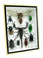 Echte tropische Insekten - Einzelstück - im 3D M-Schaukasten - Wandbild 8-A-M-72 – Bild 2