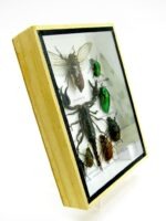 Echte tropische Insekten - Einzelstück - im 3D M-Schaukasten - Wandbild 8-A-M-72 – Bild 3