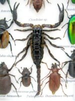 Echte tropische Insekten - Einzelstück - im 3D M-Schaukasten - Wandbild 8-A-M-72 – Bild 4