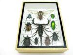 Echte tropische Insekten - Einzelstück - im 3D M-Schaukasten - Wandbild 8-A-M-72 – Bild 5
