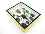 Echte tropische Insekten - Einzelstück - im 3D M-Schaukasten - Wandbild 8-A-M-72 – Bild 6