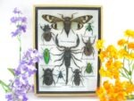 Echte tropische Insekten - Einzelstück - im 3D M-Schaukasten - Wandbild 7-A-M-73