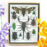 Echte tropische Insekten - Einzelstück - im 3D M-Schaukasten - Wandbild 7-A-M-73