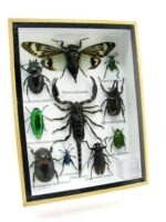 Echte tropische Insekten - Einzelstück - im 3D M-Schaukasten - Wandbild 7-A-M-73 – Bild 2