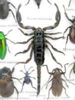 Echte tropische Insekten - Einzelstück - im 3D M-Schaukasten - Wandbild 7-A-M-73 – Bild 4