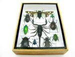 Echte tropische Insekten - Einzelstück - im 3D M-Schaukasten - Wandbild 7-A-M-73 – Bild 5