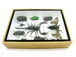Echte tropische Insekten - Einzelstück - im 3D M-Schaukasten - Wandbild 7-A-M-73 – Bild 8