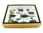 Echte tropische Insekten - Einzelstück - im 3D M-Schaukasten - Wandbild 7-A-M-73 – Bild 9